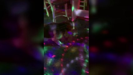 RTV Ora - “Befasia” godet lokalin e natës në Tiranë, sekuestrohet një qese kokainë