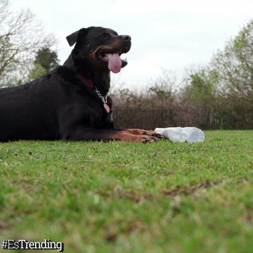 Maggie, la perrita que recicla y te hará tomar consciencia ambiental...