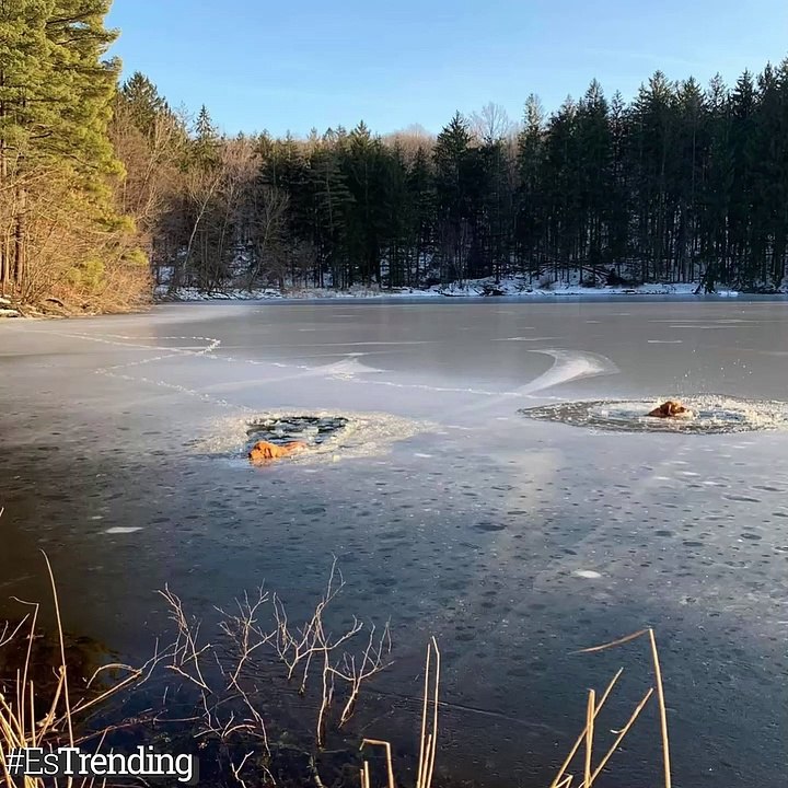 Sin importar el peligro, este hombre y su mascota Kira salvaron a dos perros en un lago congelado...