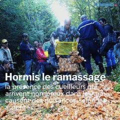 Retour sur la course aux lactaires sanguins dans le Jura