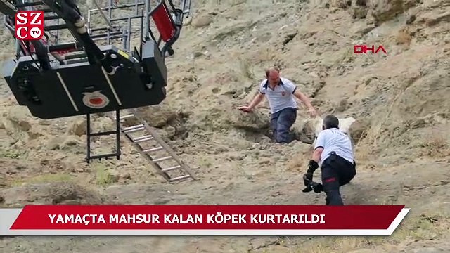 Mahsur kalan köpek için seferberlik