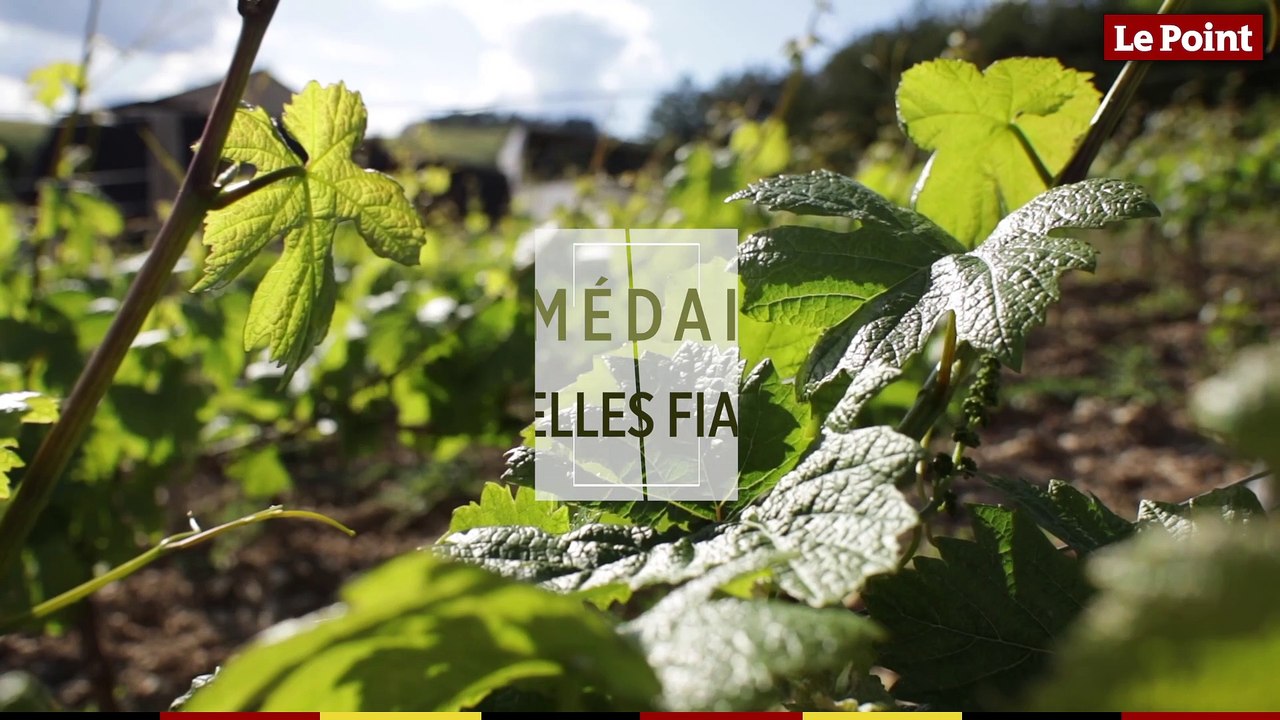 LES TUTOS VINS - Médailles sur les étiquettes : faut-il s’y fier ou pas ?