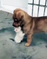 Un chiot et un chaton se font des câlins. Trop mimi !