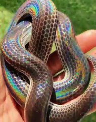 Magique ! Admirez l'incroyable peau de ce serpent.