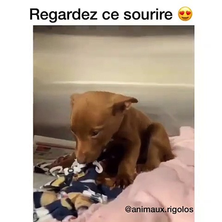 Le sourire de ce chiot va vous faire fondre. Trop mimi !