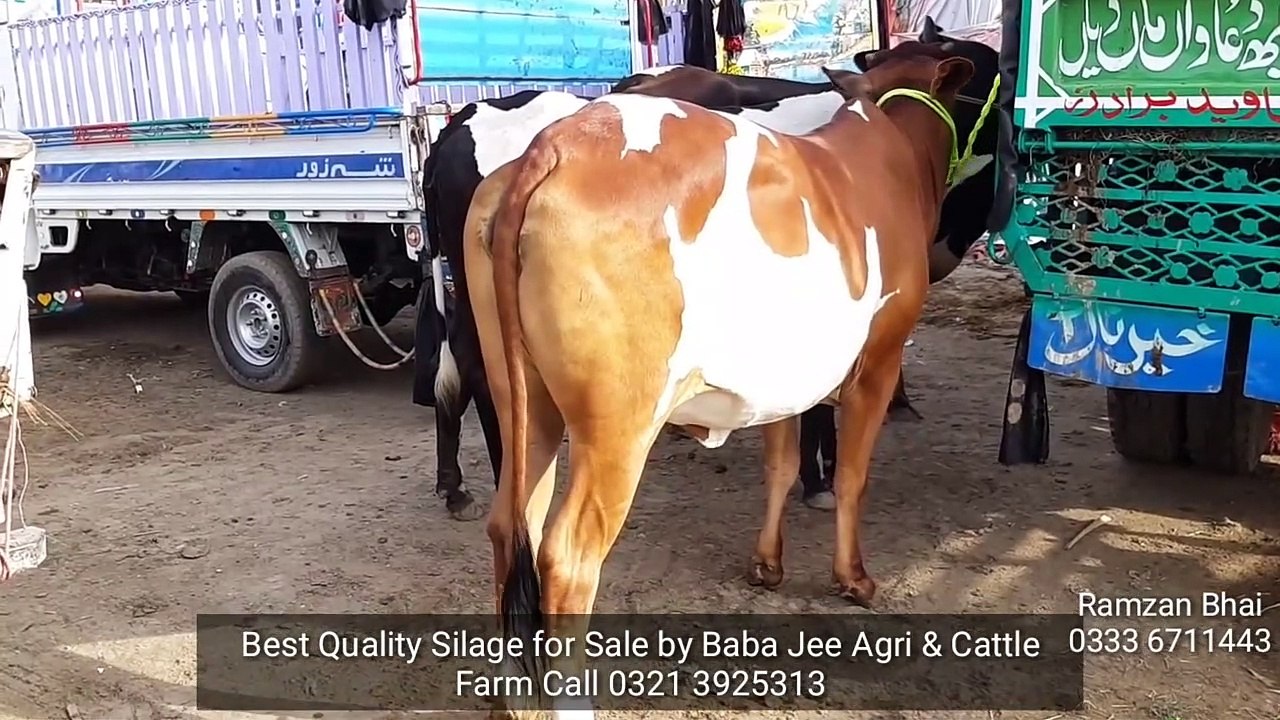 Sub Se BEHTAREEN Maal Ramzan Bhai ka for Bakra Eid 2019
