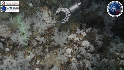 Un tesoro en las profundidades de las Islas Azores