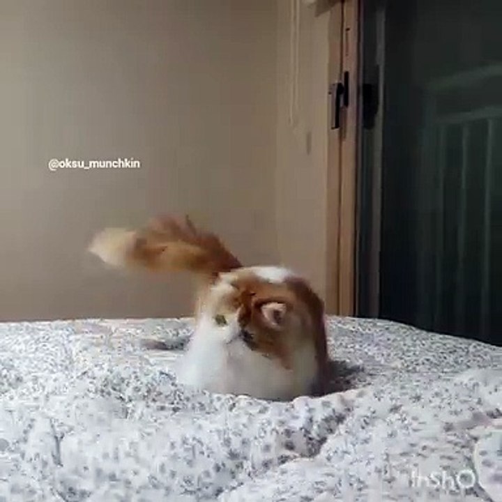 Regardez ce qui arrive à ce chaton quand il essaye de réveiller son maître. Trop drôle !