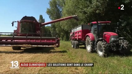 Agriculture : le mélange des cultures pour moins subir les aléas climatiques