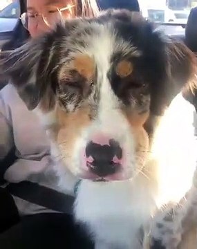Ce Aussie essaie de faire un bisou à sa maman. Regardez ce qui arrive !