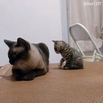 Cette chatte et son petit vont vous faire sourire. Trop chou !