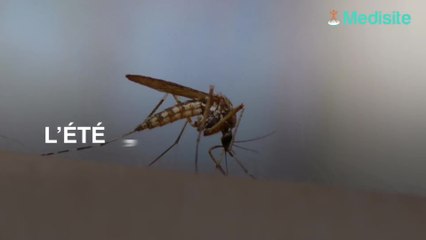 Qu'est-ce qui attire les moustiques