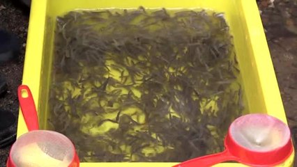 Fırtına Deresi'ne 7 yılda 1,5 milyon balık bırakıldı