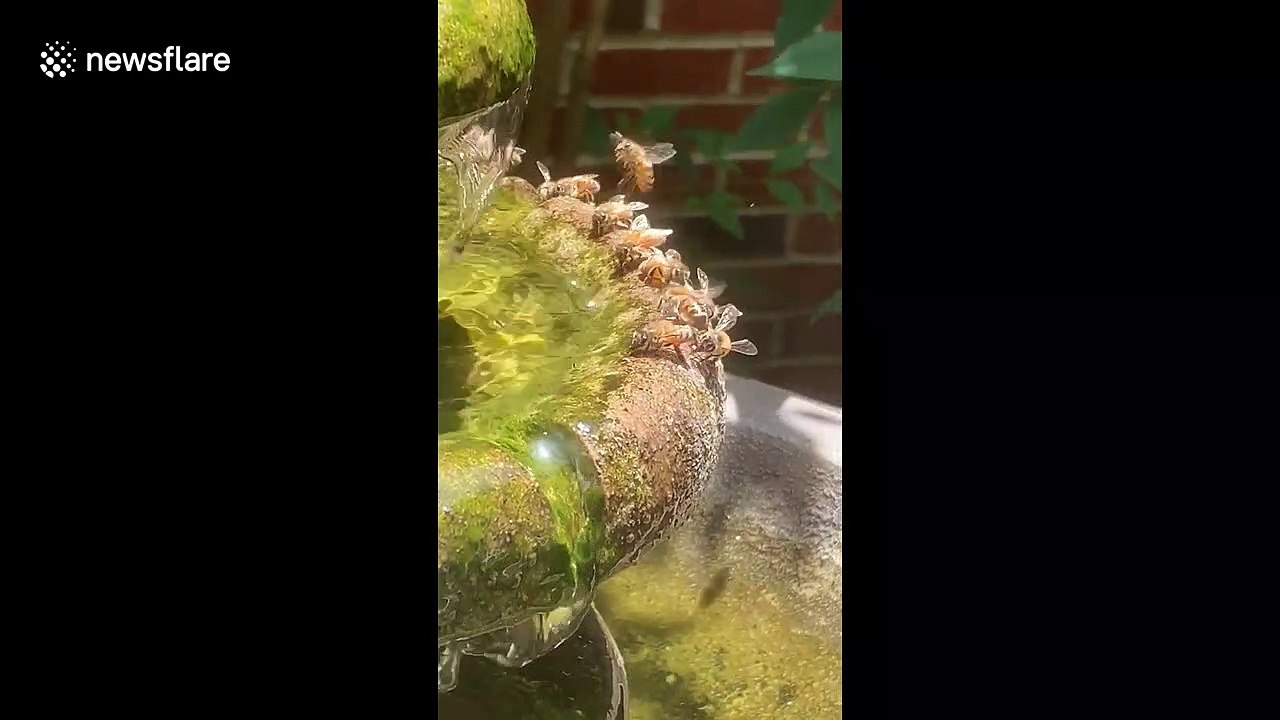 Bee-ting the heatwave! Bees swarm fountain to cool off on a hot day
