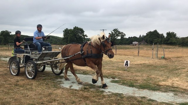 L’attelage, une approche universelle du cheval