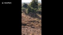 Lucky US safari-goers spot 'rare' lion and her four cubs in Tanzania