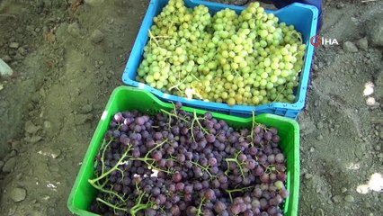 İhracatlık üzümde hasat başladı