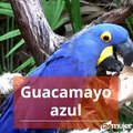 Cuatro especies que se extinguieron en Latinoamérica, y sí, la culpa es nuestra