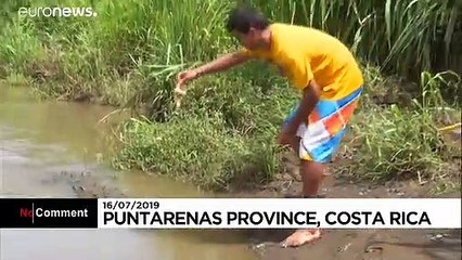 Timsahları elleriyle besleyen adam: Tek derdi geçimini sağlamak