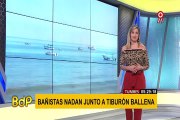 Tumbes: bañistas llegan para nadar junto a los tiburón ballena