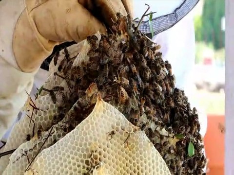 Opération délicate de sauvetage d'un essaim d'abeilles à Annecy