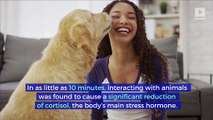 Study Says Petting Dogs or Cats Can Reduce Stress