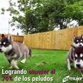 En Holanda ya no hay perros callejeros y así fue como lo lograron