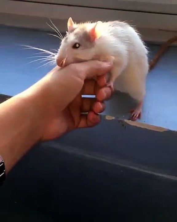 Ce rat adore les caresses. Regardez sa réaction !