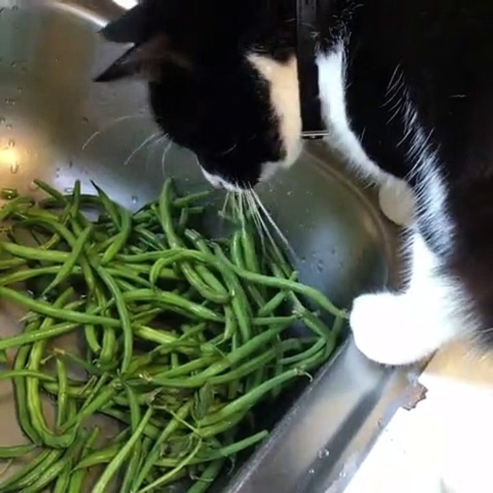 Quand un chat devient végétarien, voici ce que ça donne. Hilarant !