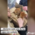 Rescate de gatitos