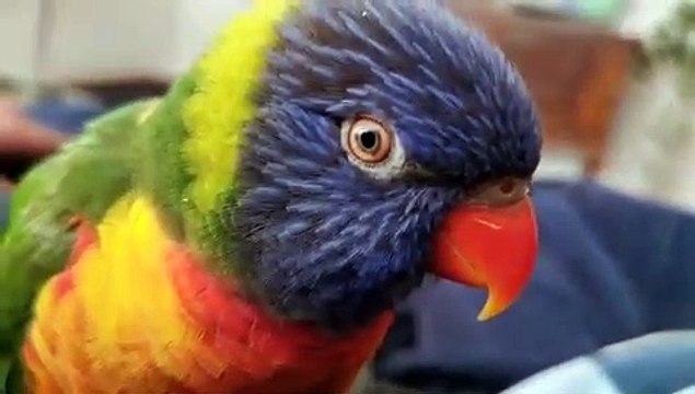 Cette splendide perruche fait la conversation à sa maman. Trop chou !