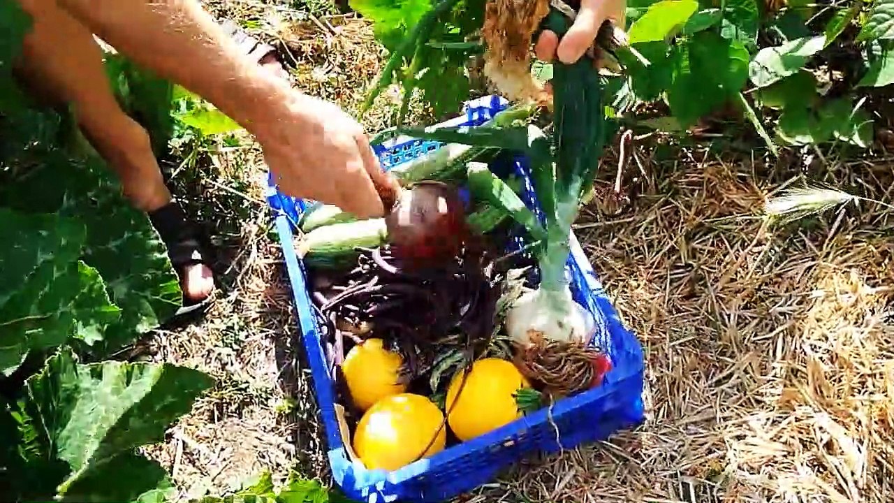 HEBDO POTAGER #15 - La rétro 2018