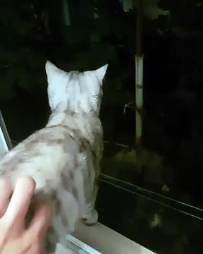 Essayez de ne pas craquer pour cet adorable chat. Trop cute !