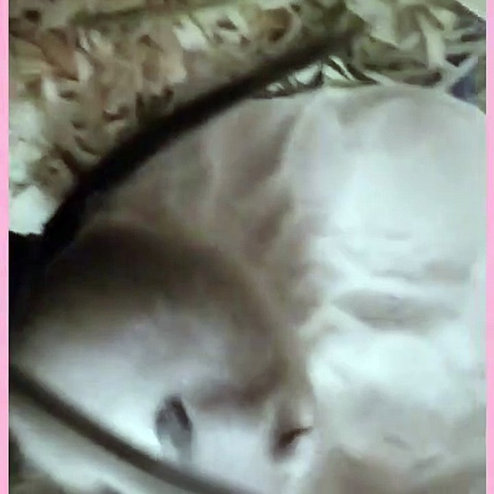 Lorsqu'une Gerbille prend un bain de sable. Marrant !