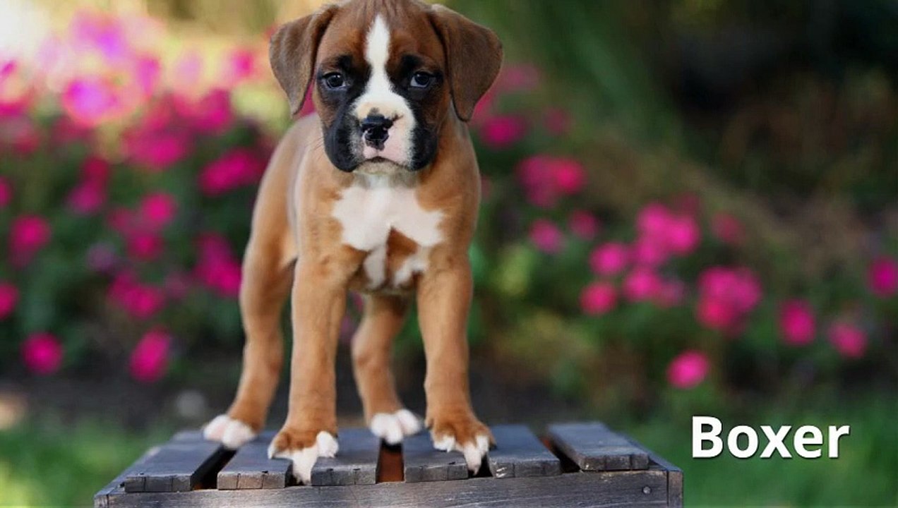 Top 20 der niedlichsten Hunde