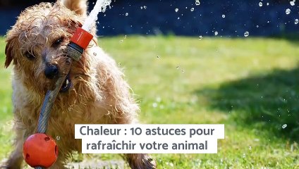 Comment rafraîchir son animal ?