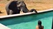 You can swim up close with elephants at a five-star lodge in South Africa