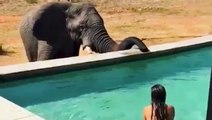 You can swim up close with elephants at a five-star lodge in South Africa