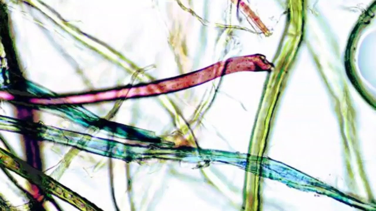 Noticias_de_Ciencia_y_Vida_19/06/2019_INF
