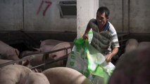 Peste porcina en China dispara precios e importaciones