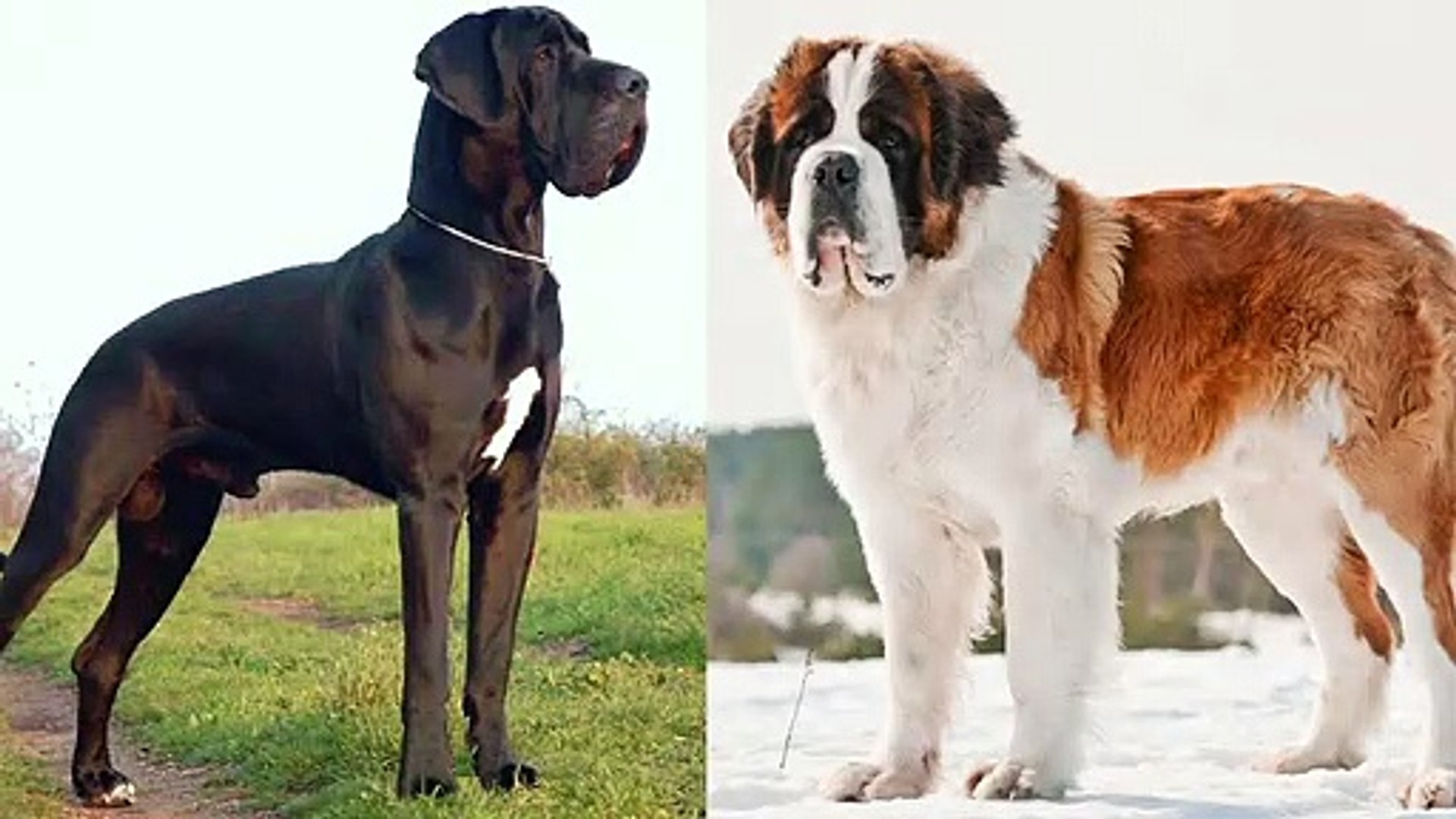 Great dane hotsell st bernard