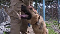 Man’s best friend: The dogs who sniff out explosives in Kabul