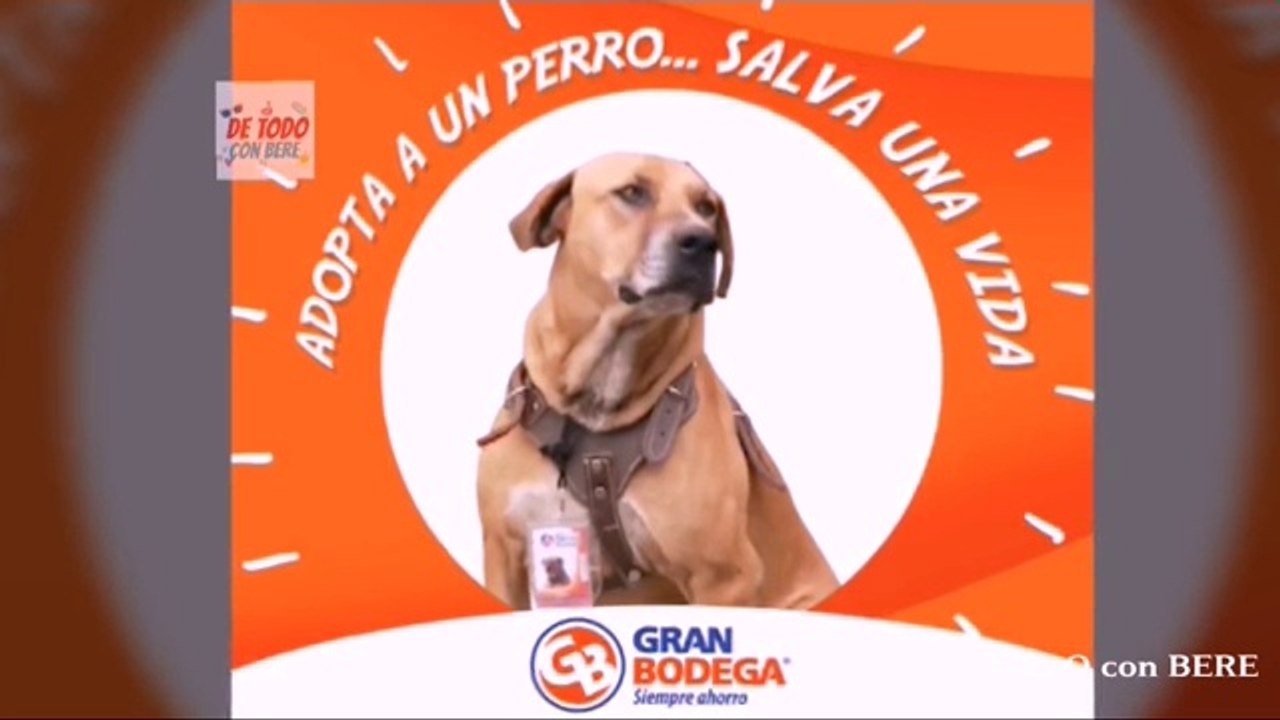 CANELO el PERRO que consiguio TRABAJO en LA GRAN BODEGA de PUEBLA