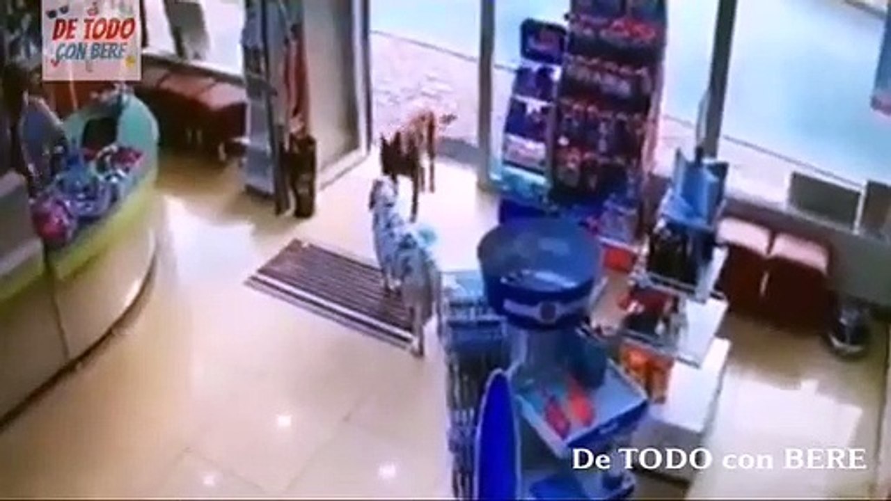 PERRITO PIDE AYUDA en una FARMACIA para CURAR su PATITA LASTIMADA