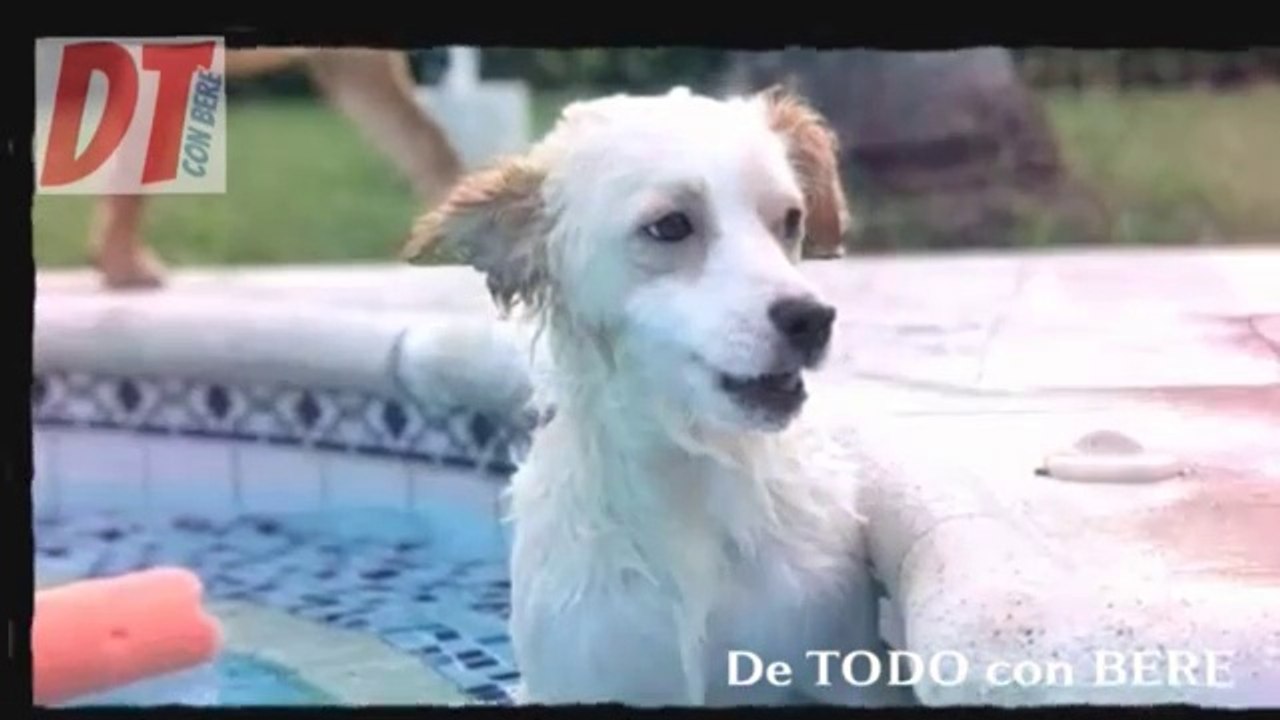 PIOJITO el Perro que Contra Todo Pronostico Pudo CAMINAR