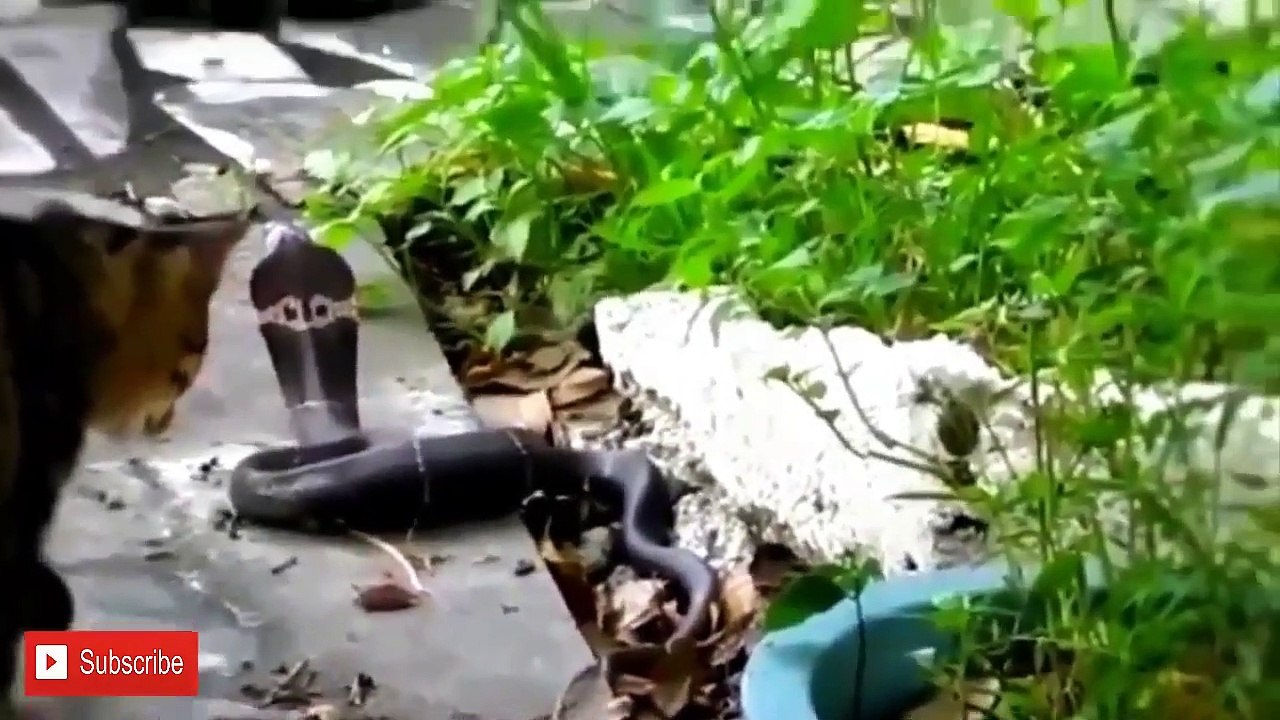 The fighting between Snake and Cat