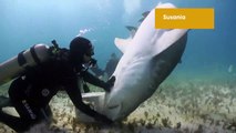 Scuba dive with tiger sharks at Bahamas