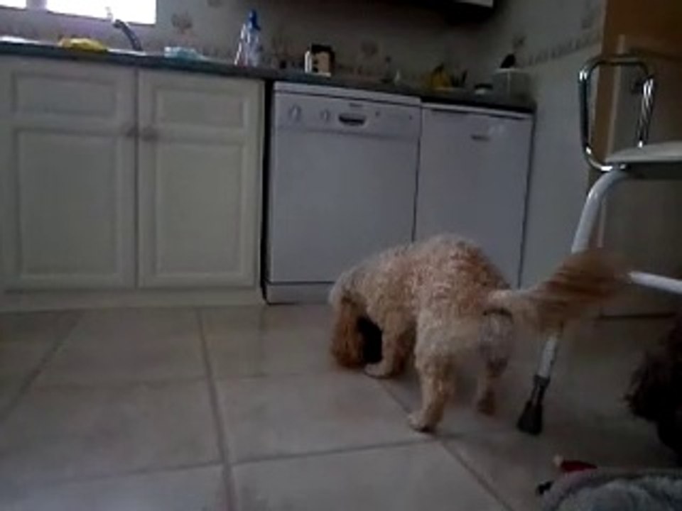 Cockapoo squeaking his toy