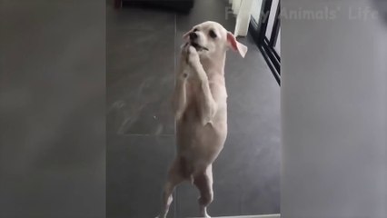 Funniest and Cutest Cats  and Dogs  - Funny Pet Animals' Life