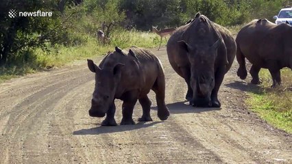 Scary moment with three huge rhinos in South Africa